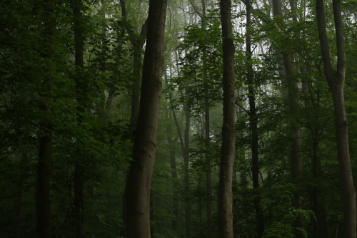 90377: A foggy day at the local forest by 90377Instagram | Etsy Shop