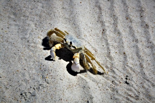 A Ghostly Scuttle Friend at Anastasia Beach, St. Augustine, FL. 8/5/18 (Canon EOS Rebel XS)(Do not r