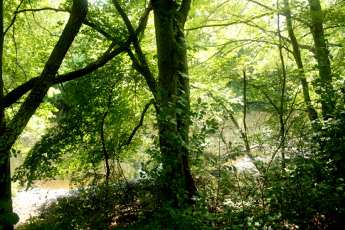 twilightsolo-photography: Along the Side of the River Neponset River Trail ©twilightsolo-photog