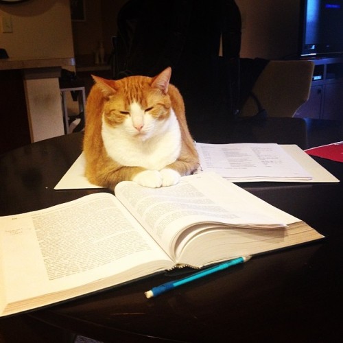 Solomon, please tell me about Employment Law. #kittyparalegal #lawschoolproblems by lcr1991 http://i