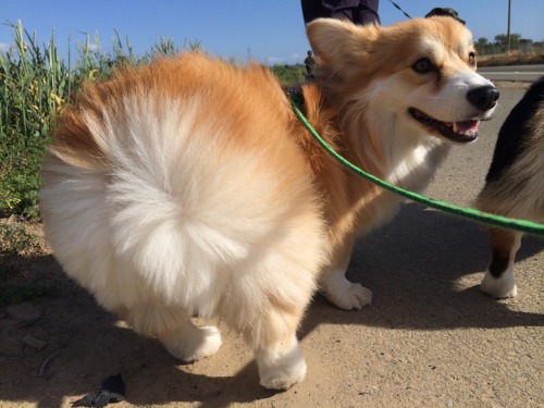 twosillycorgis:  If my dog was a person…