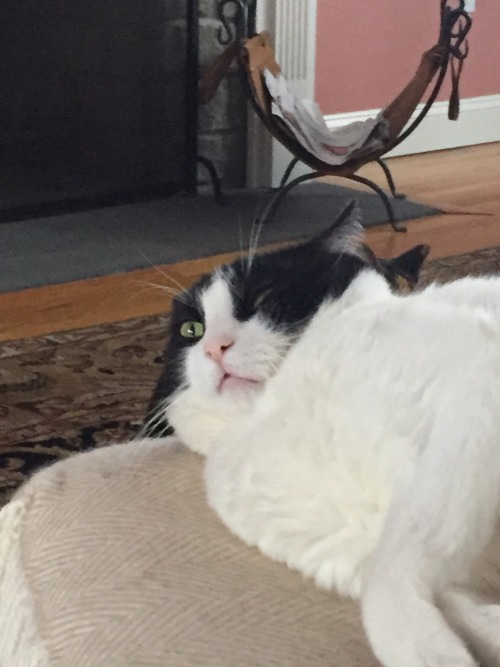 catwithouthat: Please look at this face my cat just made