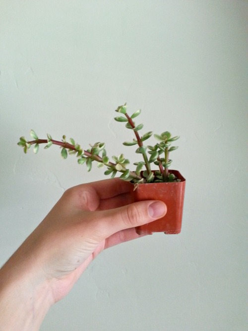 saveyoursucculents:  howtocamping:  help I bought these succulents at the farmer’s market in Temecula last month, and now they’re losing their leaves what do I do.  Succulents shed old lower leaves to fuel the growth of new upper leaves. When the