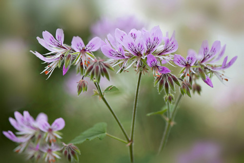 Pelargonium cordifolium (heart-leaved pelargonium) by Jacky Parker Floral Art on Flickr.