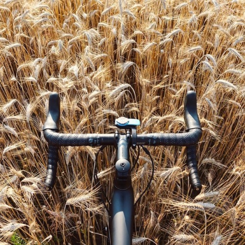 rdspks: Summer…