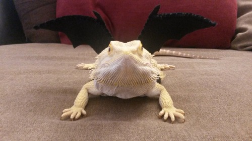 thingsonmydragon: spooky!