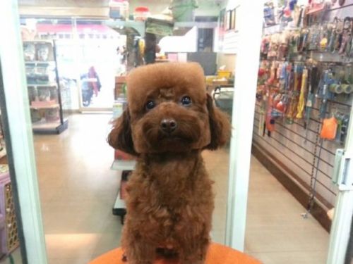 ultracutepets:  Taiwanese Dogs Are Getting Perfectly Square or Round Haircuts