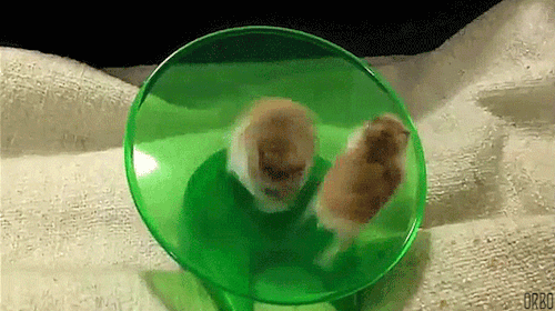 orbo-gifs:  Adrenalin junkies! :D  
