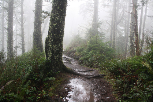 quiet-nymph:  Oregon Coast, Three Capes Scenic Route 