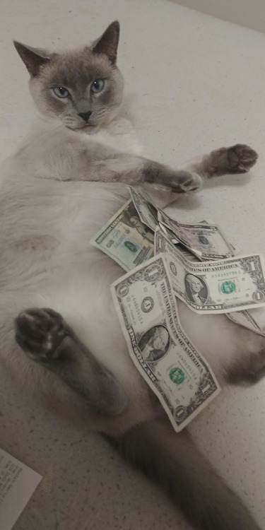 marvelgirl411:This is money cat. Reblog to get a little extra money in your next check!