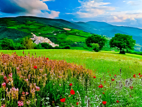 Spring flowers ~ Valnerina, Umbria, Italy