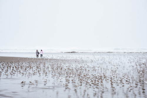 Birds on the beach. Dec 2020