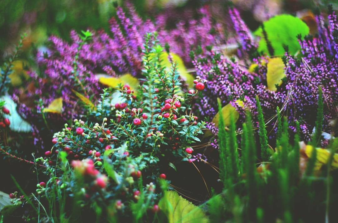 silvis-silentii:#природа #цветы #осень #вереск #nature #flowers