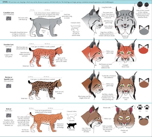 zitoisneato: anatoref: Guide to Felinae @natchkat