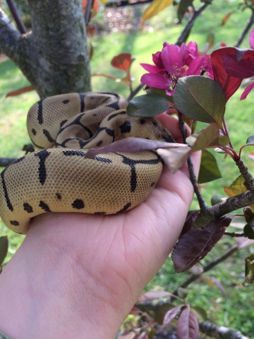 salamandarinsauce-and-snoot:Anybody know is sneks get allergies? Mona is very shy of this tree…This 