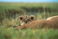 nubbsgalore:  female lions are the predominant