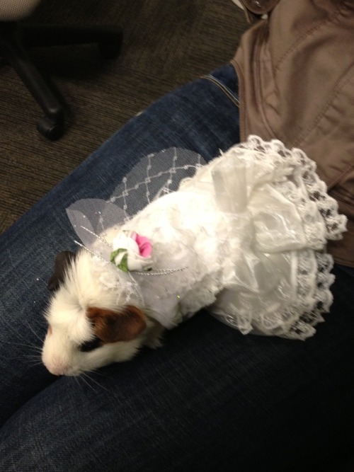 redhi-c:  Chaz Pancake (the red one) was in a guinea pig fashion show on Good Day Sacramento this mo