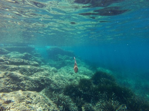 Isla de Tabarca