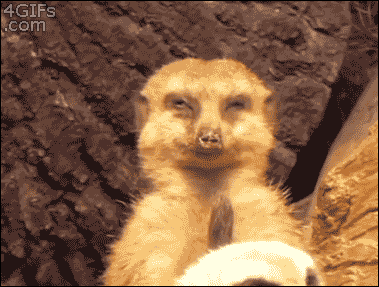 reblog-gif:  http://reblog-gif.tumblr.com/ 