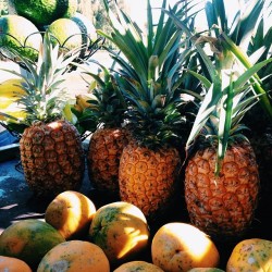 melissafindley:  Road side fresh 🍍🌴☀️👌