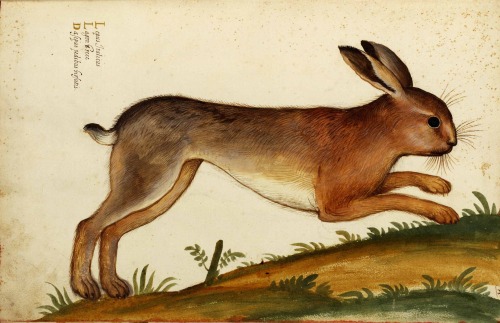 nihtegale:Rabbit from “Natura Picta” by Ulisse Aldrovandi (1522-1605)