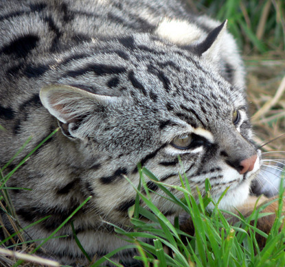 coolcatgroup:  fizzy-dog: i love cats you have long cat (serval) ear cat (sand cat)