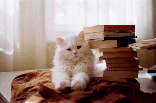 petalier:@WeHeartIt /entry/201985054