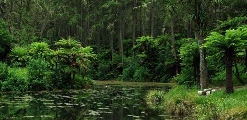 Whakarewarewa Forest, Rotorua, NZ. Love those tree ferns! ^^.