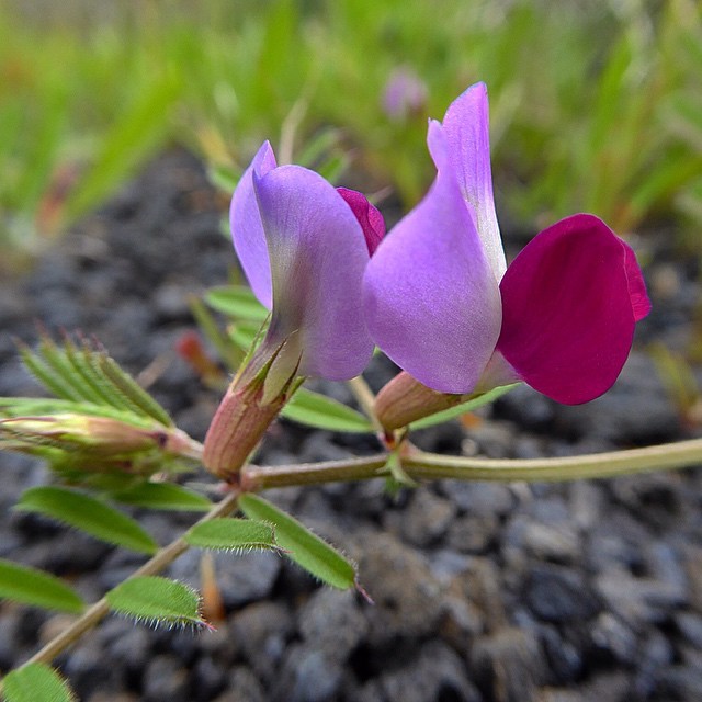 Flores de la chinipilla (Vicia sativa) sobre los enarenados de huertas abandonadas de la Reserva de la Biosfera de #Lanzarote.
#canarias #canaryislands #flor #flora #botánica #flores #flower #flowers #chinipilla #vicia #Vicia_sativa #fabaceae...