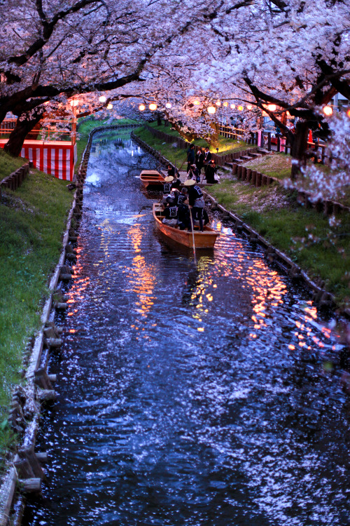 ourbedtimedreams: KAWAGOE　sakura#8 by sunuq on Flickr.