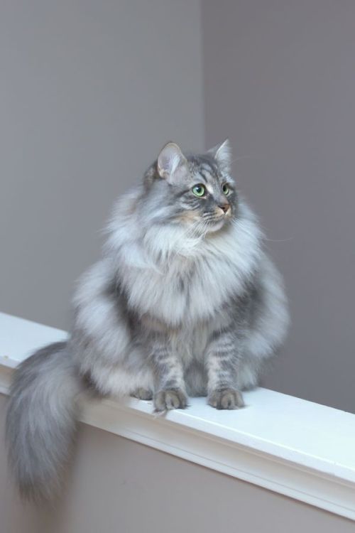 mostlycatsmostly: (Ivan the Siberian)