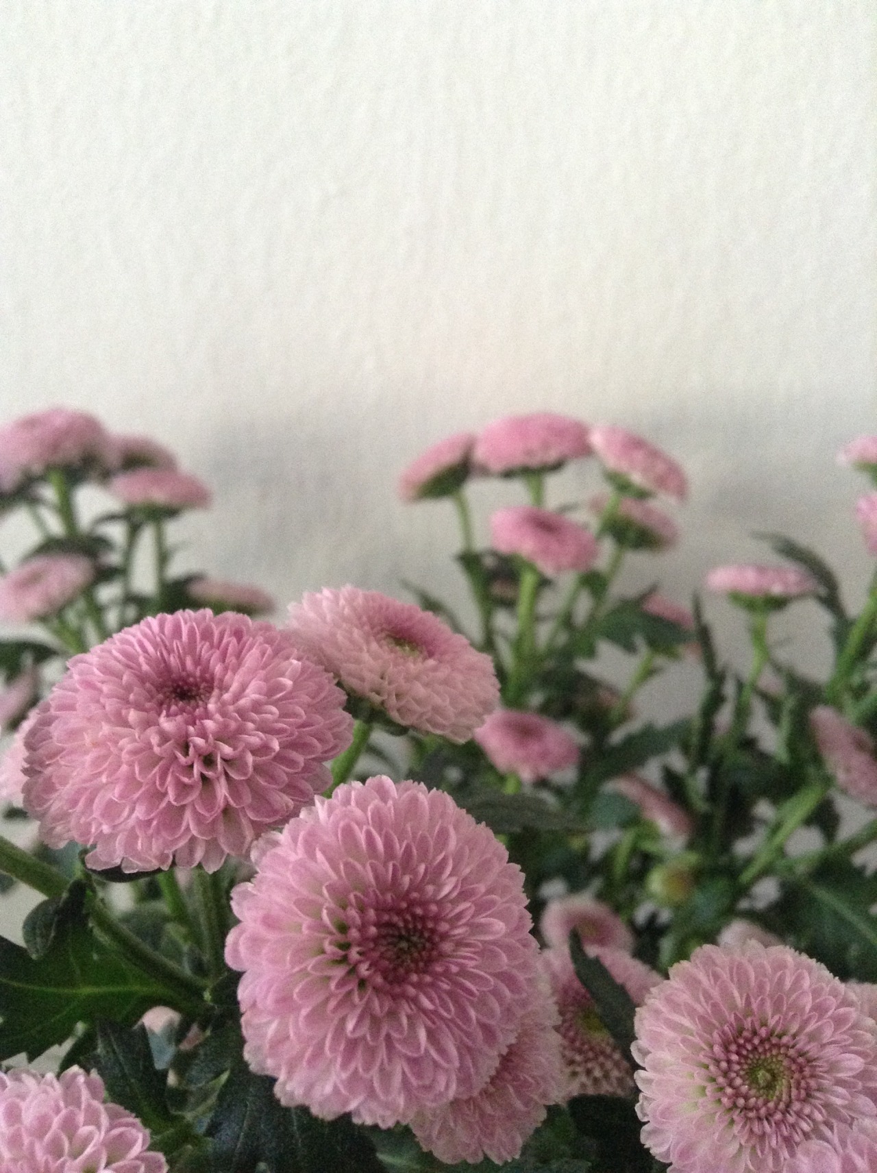 honeygal:  pretty flowers and frankie 🌸🍃  💦