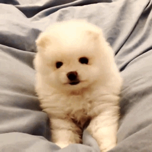 yessirthreebagsfullsir:  zhoumimis:  theo playing in the bed ♥   If you don’t love puppies, you are wrong