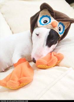aplacetolovedogs:  Cute Bull Terrier puppy Ankara, with an owl
