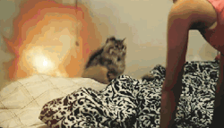 Onlycatgifs:  Cr 