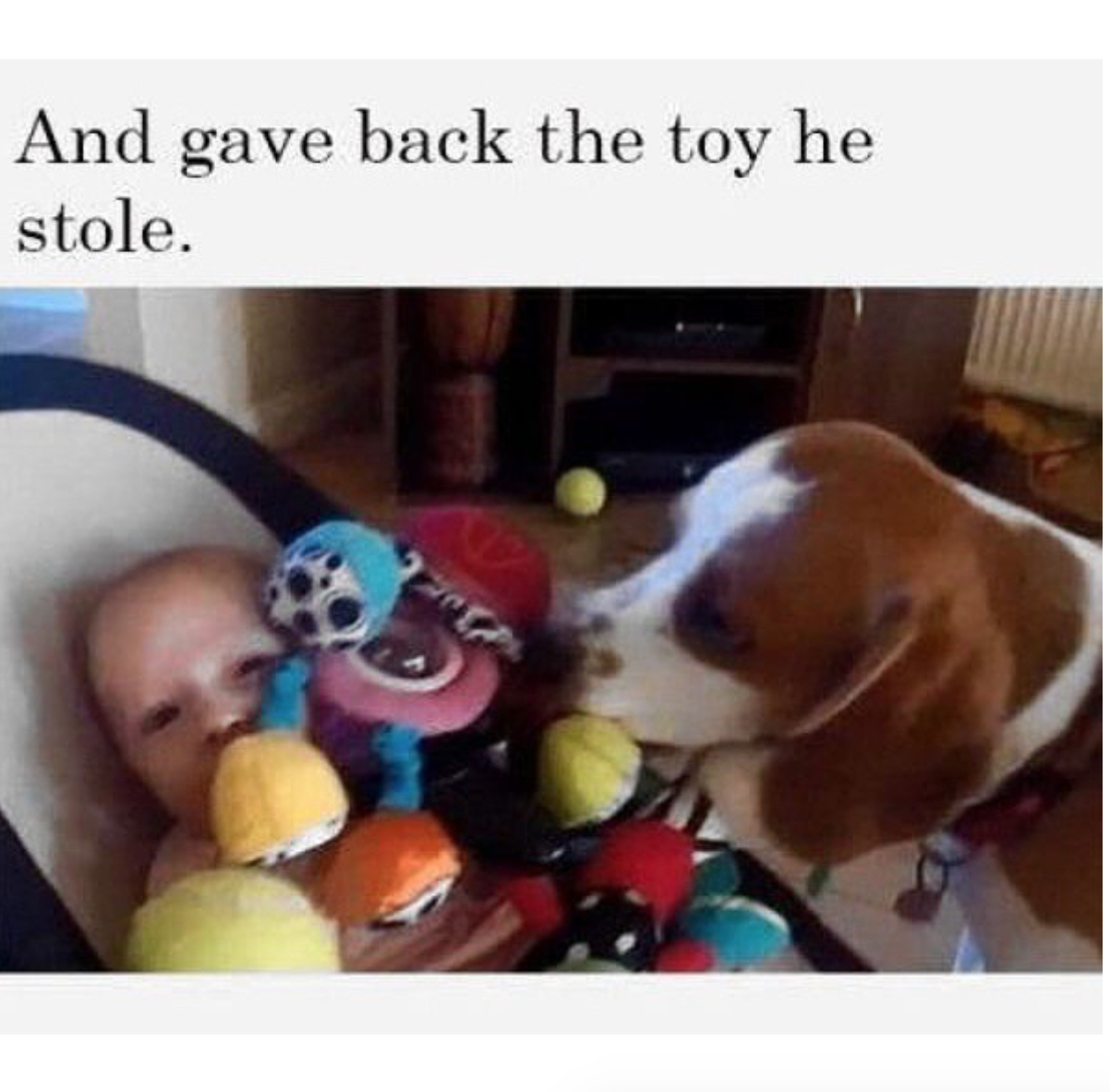 babyanimalgifs:  Charlie is a good boy