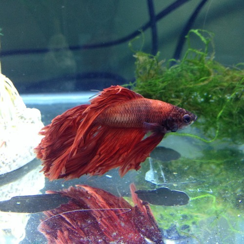 Ask ScalesTailsWingsandThings — I think my moms betta has clamped fins. I  read it