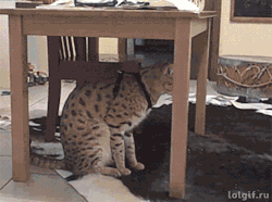 gifini:  For other gifs http://gifini.tumblr.com/