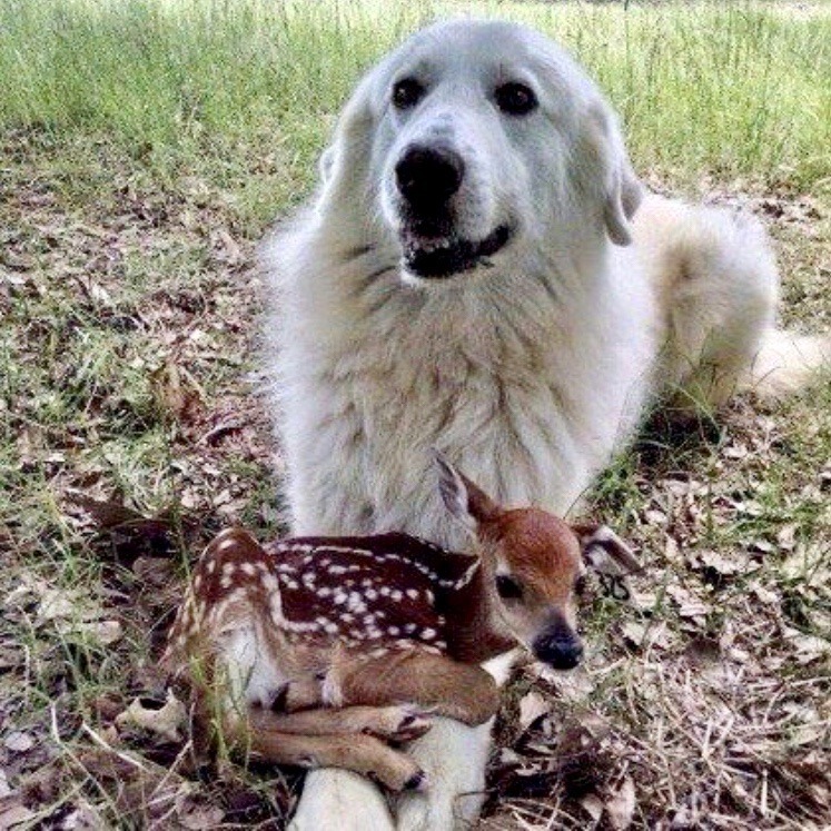 Dogs and their pets ♡