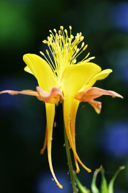 worlds-evolution:  Yellow macro par Nina Lin on 500px 
