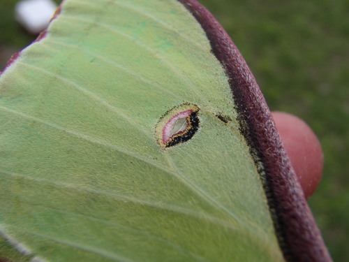 britsnana2: 4/13/2015Family Saturniidae (Giant Silkworm and Royal Moths)- Actias luna- (Luna Moth - 