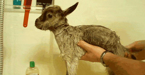 sectumseverus19:p0king-sm0t:dolly-kitten:SCRUB DUB DUB GOAT IN A TUBHow can you not reblog a soapy b