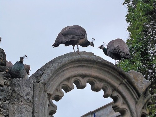 charlesreeza:A muster of peacocks in a public park in Évora, Portugal.  The structure was built to l
