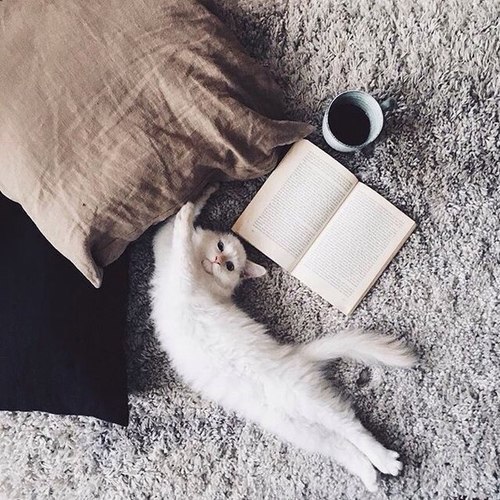 Kitten currently