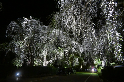 夜桜。すごくきれいだったけど夜はまだまだ寒くてもっと厚着して行けばよかった；；；