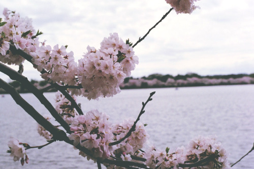 flocarrie:Cherry blossoms in DC, March 2016