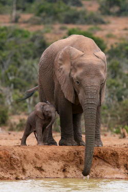 nature-planet:  Elephant And Calf At Waterhole by Bruce J Robinson 