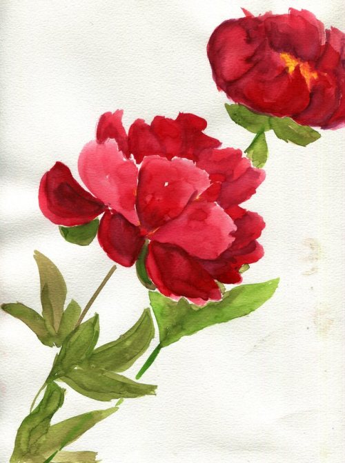 havekat:  Fire BombsWatercolor On Paper2017, 9"x 12"Red Bomb Peonies On Etsy 