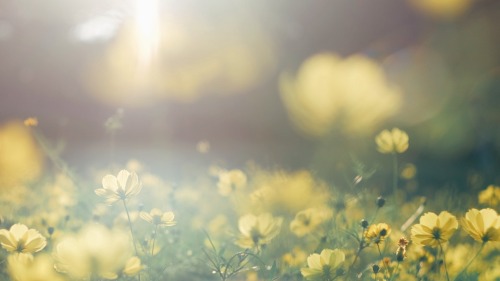The Brilliance Of Golden Cosmos