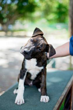 dogsandpupsdaily:  - Staffordshire Bull Terrier Mix. Want more? Follow:http://dogsandpupsdaily.tumblr.com/ 